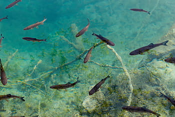 bassofondo, nero, pesce, acqua, subacqueo, animali, Pesci, coralli, erbacce
