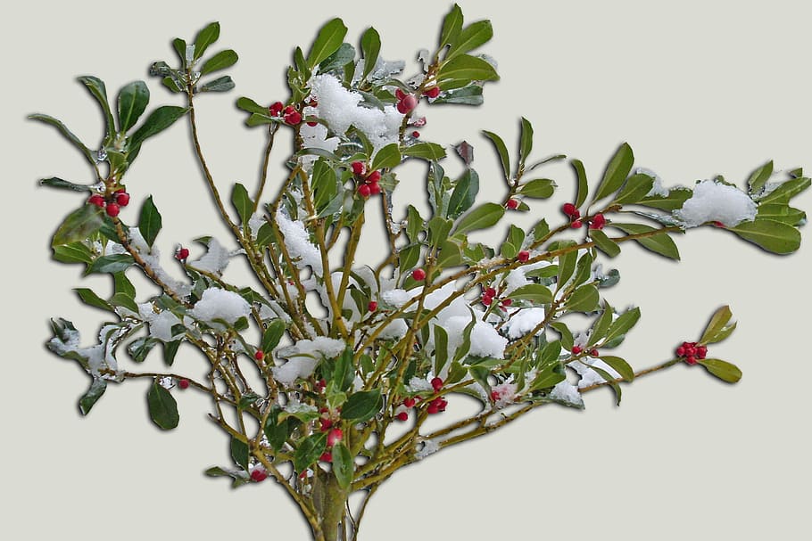 冬、 低木、 雪、 果実、 冬の低木、 rowanberries、 自然、 枝、 ブッシュ、 植物、 赤