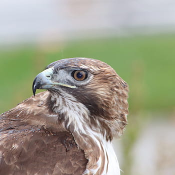 red tail hawk, bird, hawks, nature, predator, raptor, hunter, majestic, red-tailed, hawk, wildlife