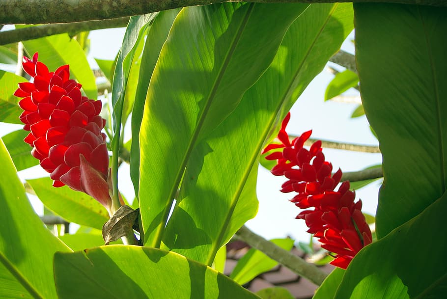 ecuador, amazonie, flower, wild flower, exotic flower, red