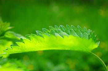 stinging nettle, leaves, burning hair, pink, plant, shine through, shades of green, light, light green, dark green, weed