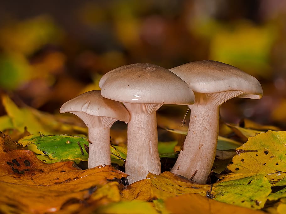 víčko mlhy, houba, houby, herbstblattl, druhů hub, agaric, šedá, graukappe, lesní houby, bílá šedá, les