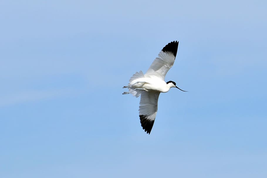 avocets, bažiny, ptáků, křídla, let, nebe, jednoho zvířete, létající, zvířata ve volné přírodě, pták, zvířat