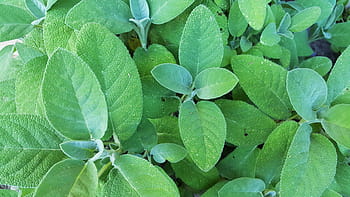 sage, salvia, shrub, leaves, green, garden, flower, nature, close, macro, summer