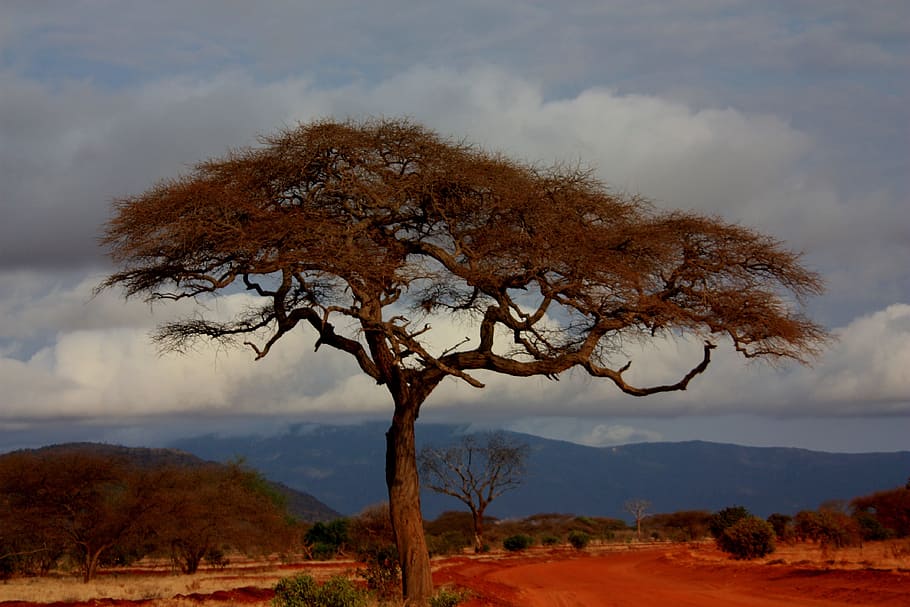 brown, tree, daytime, safari, landscape, holiday, kenya, view, sky, road, dust