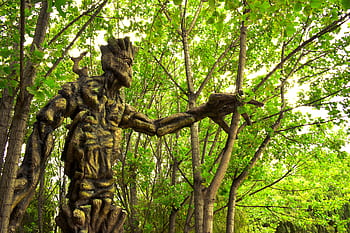 groot géant, ents, le Seigneur des Anneaux, Cusco, zone humide de huasao, Pérou