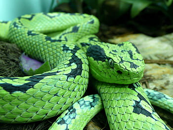 zelená, Černá, žlutá blotched palm pitviper, zmije, jedovatý, Mexiko, Guatemala, dravec, volně žijících živočichů, nebezpečí, plaz
