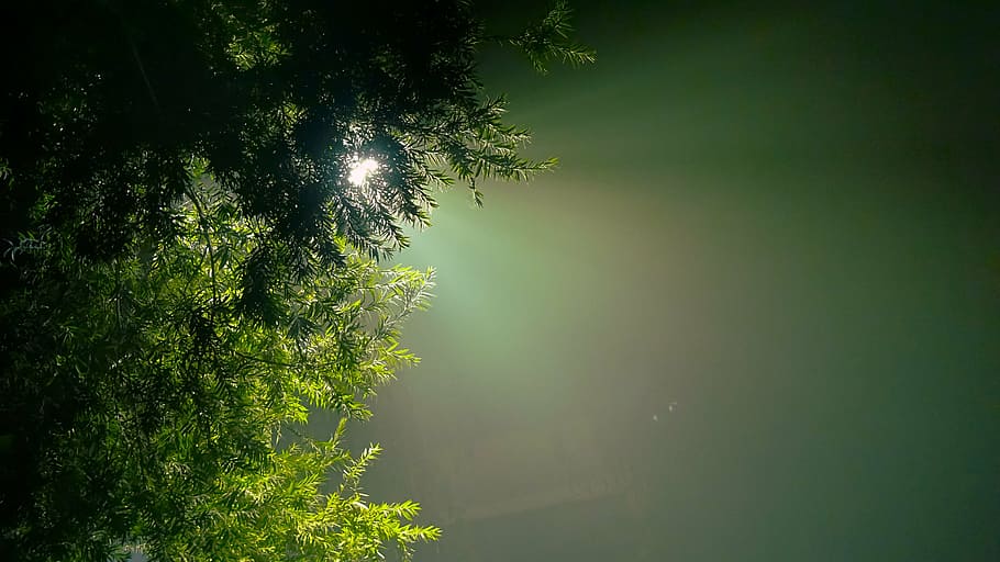 green leafed tree, evergreen, hope, hue, light glare, nature, tree, growth, tranquility, beauty in nature, outdoors
