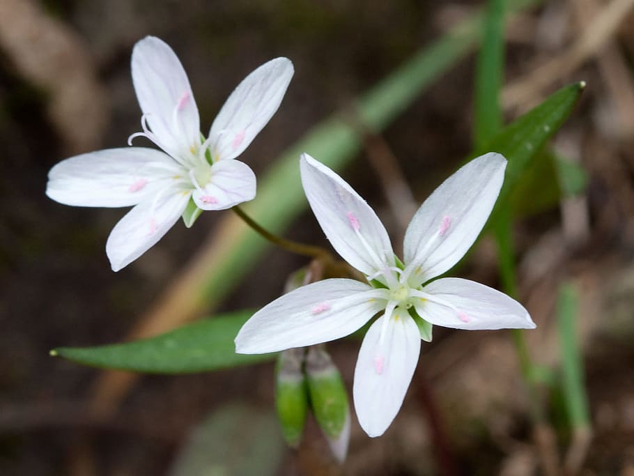 východní jarní krásy, květ, claytonia virginica, rostlina, květy, bylinný, víla spud