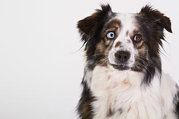 merle australian shepherd, dog, australian shepherd, portrait, eye color, merle, view, white, pets, canine, animal