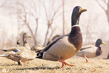 Senza titolo, gregge, mallardo, anatre, uccelli, animali, becco, uccello, animali allo stato selvatico, fauna selvatica, temi animali