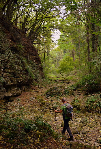 escursione, foresta, val borago, Valle, pista, e5, europeo, Lessinia, montagna, il percorso europeo, Italia