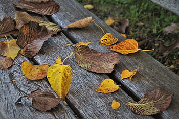 Blätter, im Herbst, sitzen, Bank, gemütlich, Herbst, Laub, mögen, Jahreszeit, Zusammenbruch, trockene Blätter