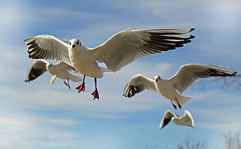 写真、 4、 飛行、 カモメ、 鳥、 動物、 飛ぶ、 閉じる、 海岸、 水鳥、 翼