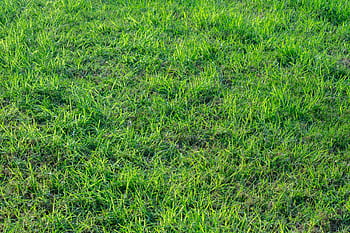 grass, lawn, greens, summer, green, meadow, texture, gardening, flora, field, nature