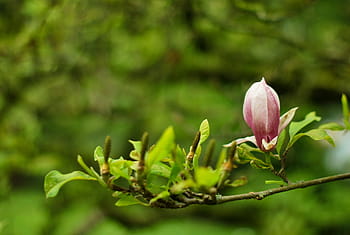 selective, focus photography, pink, magnolia flower, green, leaf, plant, branch, flower, blur, outdoor