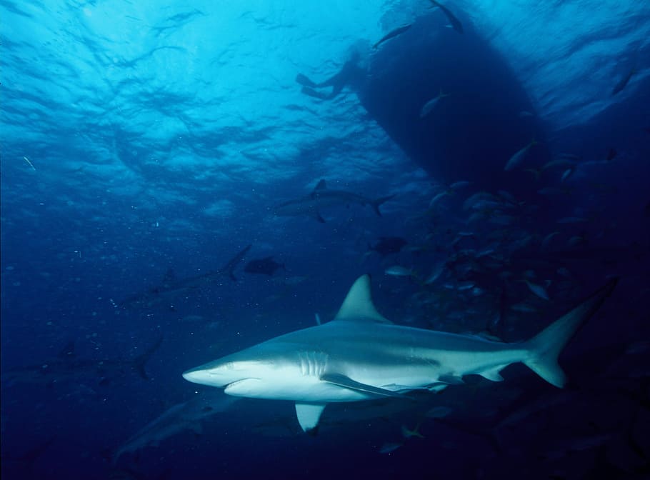 メジロザメ属のサメ、 鮫、 ブラックチップサメ、 捕食者、 水泳、 トロピカル、 亜熱帯、 carcharhinus limbatus、 水中、 水生
