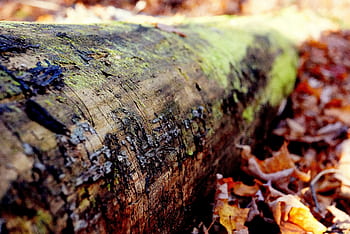 tree trunk, bark, woods, leaves, nature