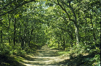 sti, innsiden, skog, atlantisk hvit sedertre sumpspor, Cape Cod National Seashore, massachusetts, usa, trær, utendørs, skogen, rekreasjon