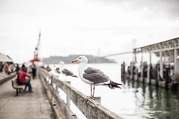 dermaga san francisco, Seagull, San Francisco, Dermaga, hewan, burung, kota, perikanan, memancing, lautan, laut