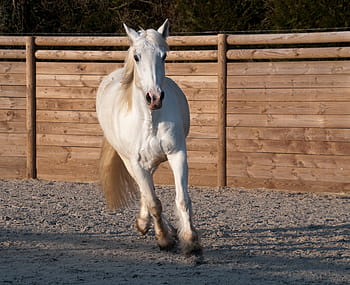 white, horse, running, brown, wall, trotter, mare, animal themes, one animal, domestic animals, outdoors