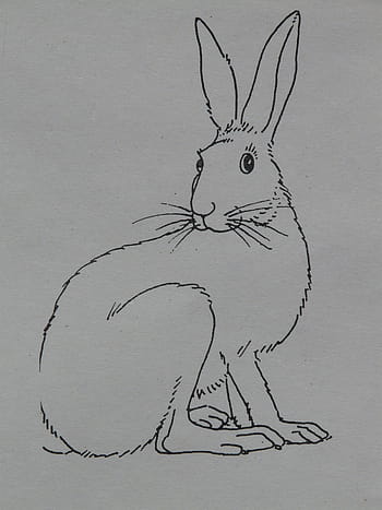 lepre, animale, pagine da colorare, dipingere, disegnare, modello di segno, disegno, immaginare