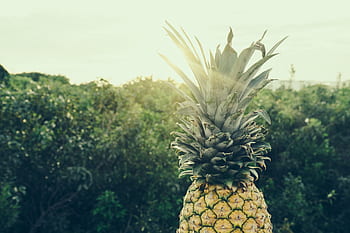 pineapple, dessert, appetizer, fruit, juice, crop