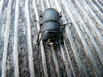 dorcus parallelipipedus, beetle, Dorcus Parallelipipedus, Beetle, schröter, lucanidae, black, wood, wood eaters, tweezers, head, neck shield