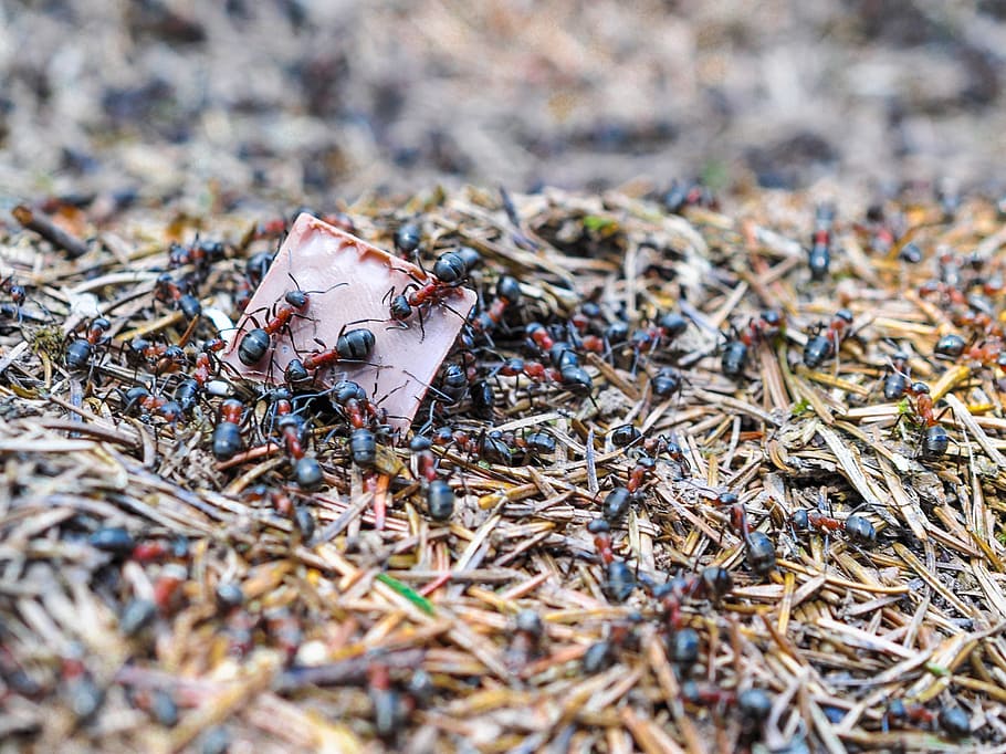 ants, ant, the anthill, nature, forest, needles, chocolate, insect