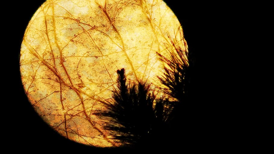 moon, moonlight, full, night, dark, halloween, holiday, astronomy, bright, evening, scene