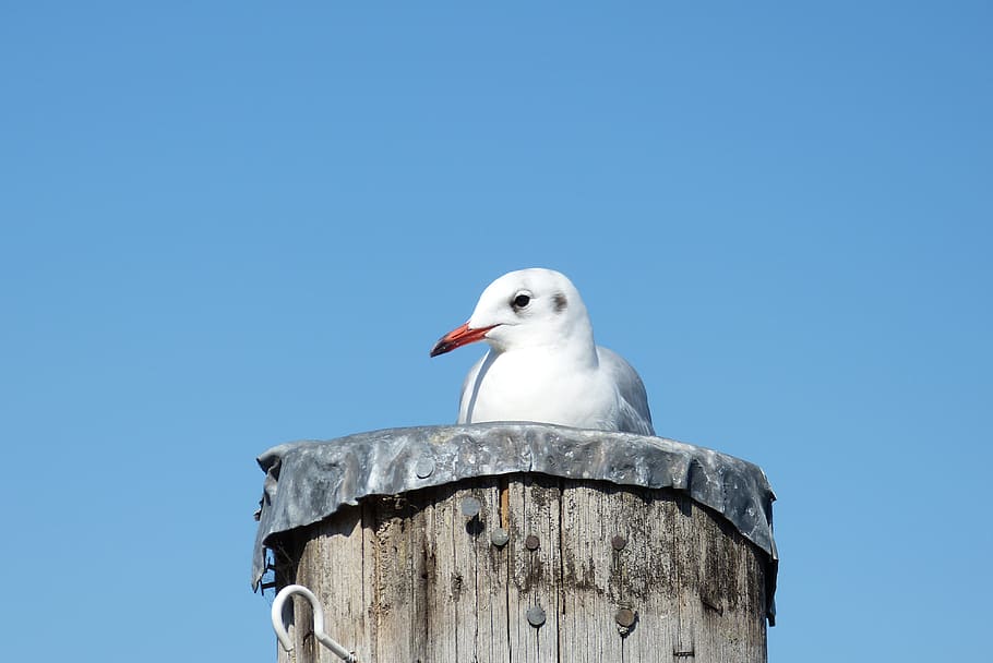 neuharlingersiel, north sea, east frisia, nature, docks, bird, sky, port, north sea coast, recovery, break