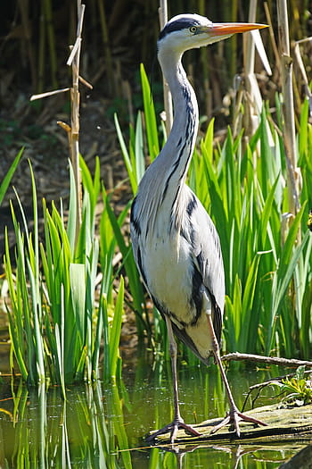 detailní fotografie, bílý, Černá, pták, volavka popelavá, volavka, východní, voda, živočišného světa, lovec, ardea cinerea