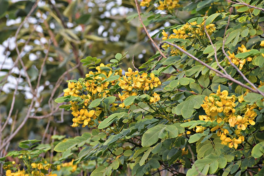 amaltas, žluté květy, zlatý déšť strom, canafistula, zlatý sprchový strom