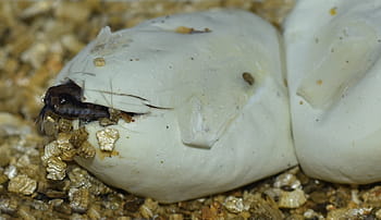 sélectif, photographie de mise au point, noir, serpent, coquille, Oeuf, la trappe, petit, bébé, reproduction, propre progéniture