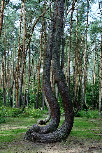 crooked forest, krzywy las, forest, pine, trees