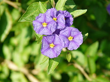 lycianthes rantonnetii, solanum rantonnetii, lycianthes, okrasné rostliny, rostlina, keř keřů, bramborový strom, květ, nachový, letní, flóra