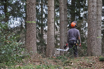 forestry, inventory, forestry work, forest, tree, wood, grove, cases, saw, workers, chainsaw