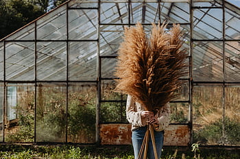 grama dos pampas, pampas, grama, natureza, seco, mulher, fêmea, cão, estufa, outono, Polônia