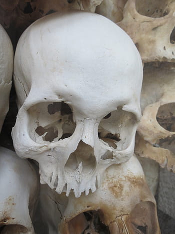 lebka, bílý, Vietnam, smrt, lidská lebka, lidská kost, zvířecí lebka, anatomie, hrůza, strašidelný, mrtvá osoba