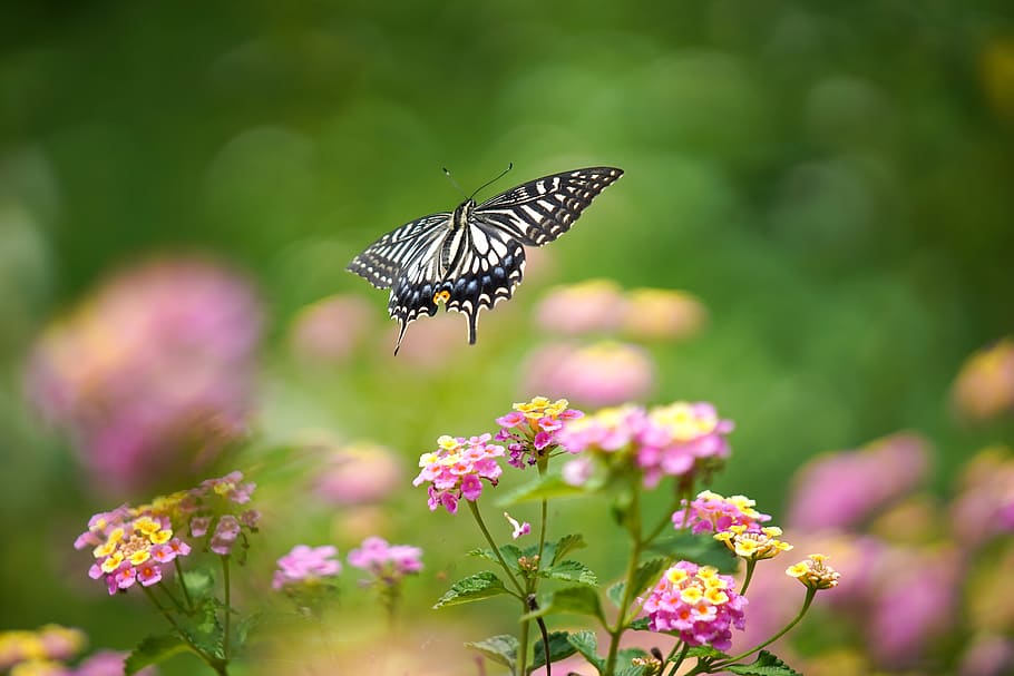 Chow, Insekt, Schmetterling, natürlich, Tier, Blumen, draußen, Frühling, Grün, Garten, Naturtapete