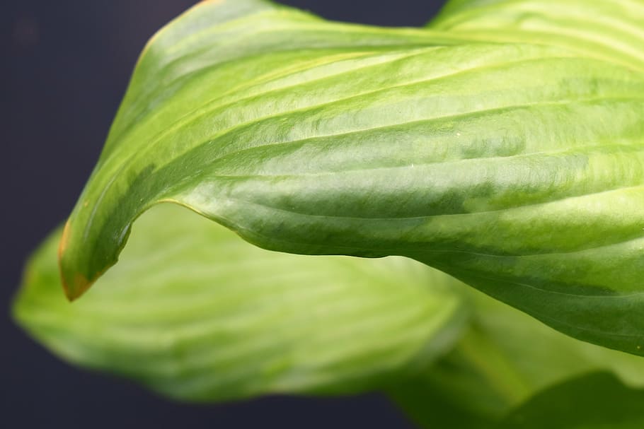 leaf, green, leaves, plant, green leaf, plantain lily, nature