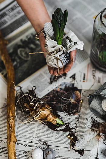 penanaman, pembibitan, surat kabar, tertutup, meja, telur puyuh, Wanita, menanam, berkebun, kotoran, pohon muda