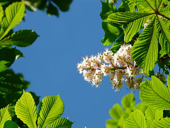 obyčejný, Kaštan, květiny, obyčejné rosskastanie, květenství, strom, listy, bílý, květ, květinová plnost, aesculus hippocastanum