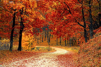 blanc, sentier, forêt, tomber, l'automne, rouge, saison, les bois, la nature, feuilles, arbre