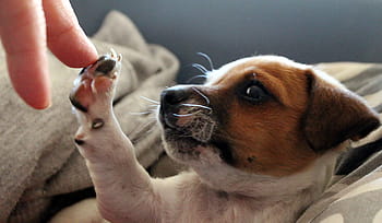 krátký povlak, opálení, bílý, štěně, zaměření fotografie, Pes, jack russell, čivava, baby dog, plácnutí, Leonardo da Vinci