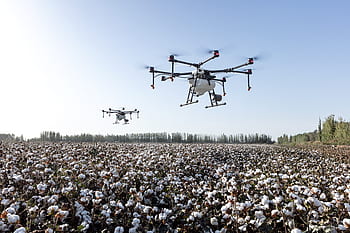 dji, dji zemědělství, zemědělství, trubec, uav, mg-lp, zemědělské půdy, drone na ochranu rostlin, ochrany rostlin, extrémně létat, bavlna
