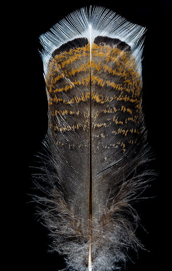 feather, bird feather, turkey feather