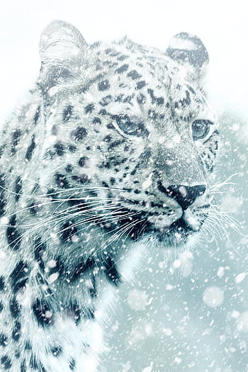 detailní, fotografie, leopard, Gepard, zvíře, kočka, velká kočka, šelmy, Afrika, Příroda, nebezpečný
