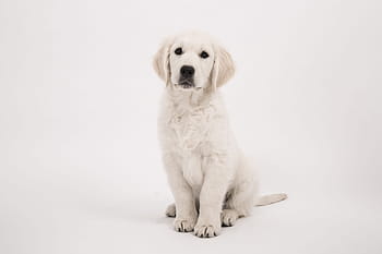 světlo, krém, labrador, retriever, štěně, Pes, Zlatý retriever, čistokrevný pes, roztomilý, domácí zvíře, zvíře