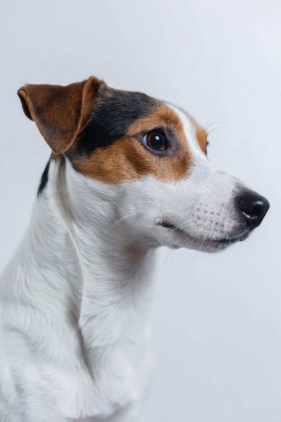 dospělý, zvedák, russell teriér, Pes, jack russell, teriér, štěně, domácí zvíře, rozkošný, zvířat, plemeno